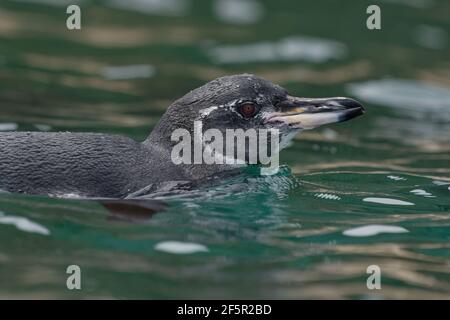 Galápagos pingouin (Spheniscus mendiculus) natation - Îles Galapagos, Equateur Banque D'Images