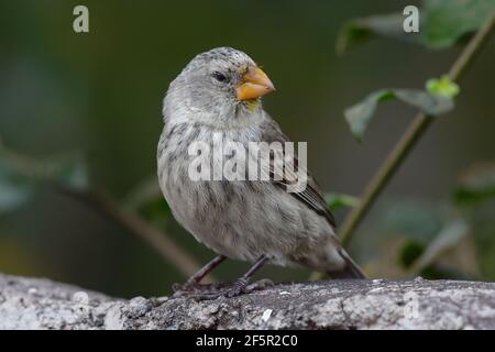 Femelle de grande taille Finch (Geospiza magirostris) - Îles Galapagos, Équateur Banque D'Images