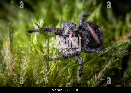 Un gros plan d'une araignée de saut royal, Phidippus regius. Banque D'Images