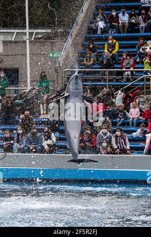 Madrid, Espagne. 27 mars 2021. Un dauphin sautant lors d'un spectacle à l'aquarium du zoo de Madrid. Le zoo de Madrid a aujourd'hui enregistré un important afflux de personnes publiques car les gens ne peuvent pas quitter la Communauté de Madrid pour les vacances de Pâques en raison des mesures de restriction de la mobilité entre les régions espagnoles pour arrêter la propagation du coronavirus (COVID-19). Credit: Marcos del Mazo/Alay Live News Banque D'Images