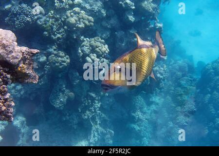 Triggerfish Titan (Balistoides viridescens) en Mer Rouge Banque D'Images