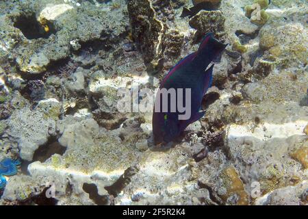 Parrotfish dusky ou parrotfish marécageux (Scarus niger) en mer Rouge Banque D'Images