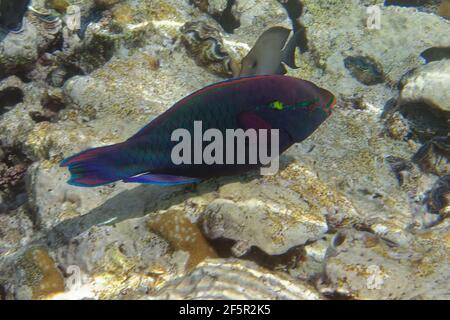 Parrotfish dusky ou parrotfish marécageux (Scarus niger) en mer Rouge Banque D'Images