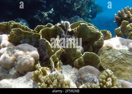 Feu de lame corail (Millepora platyphylla) en mer Rouge Banque D'Images