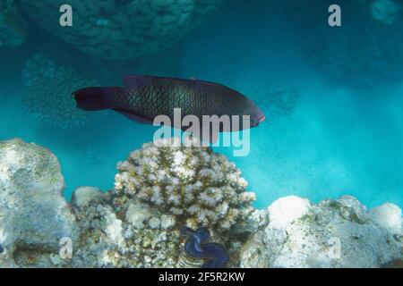 Parrotfish dusky ou parrotfish marécageux (Scarus niger) en mer Rouge Banque D'Images