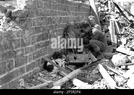 Les soldats alliés qui mirent une chèvre parmi des bâtiments endommagés bombardés pendant la zone de guerre des animaux de la Seconde Guerre mondiale ont effrayé des ruines effrayées Banque D'Images