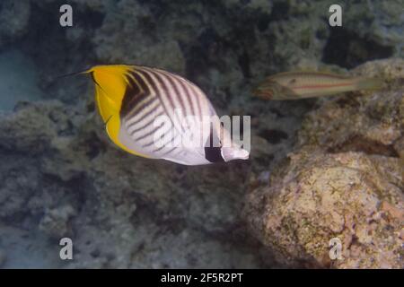 Poisson-mouche à nageoires-de-mer (Chaetodon auriga) en mer Rouge Banque D'Images