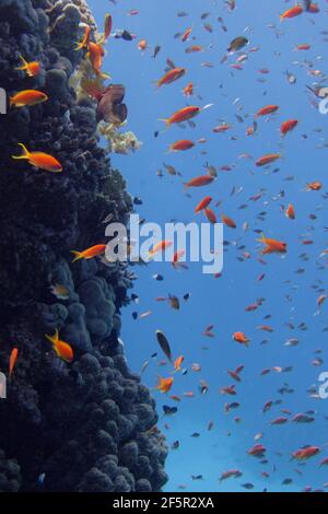 Des bassets de fées de bijoux (Pseudanthias squamipinnis) en mer Rouge Banque D'Images