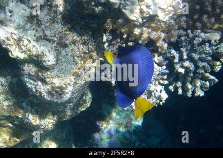 Tenon pourpre ou tenon jaune (Zebrasoma xanthurum) dans la mer Rouge Banque D'Images