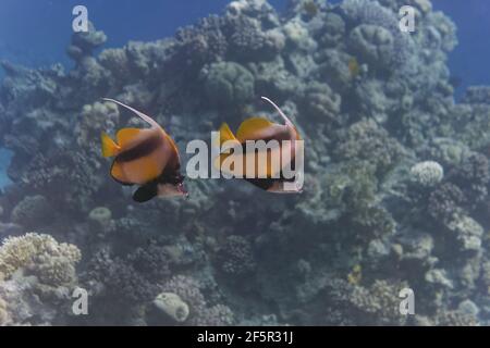 Lannerfaires de la mer Rouge (Heniochus intermedius) en mer Rouge Banque D'Images