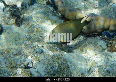 Brosse à dents doublée (Ctenochaetus striatus) en mer Rouge Banque D'Images