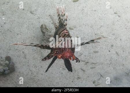 Diable de feu ou de lionfish commun (Pterois miles) dans la mer Rouge Banque D'Images