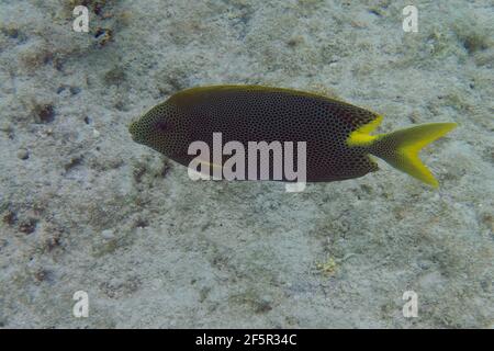 Spinefoot à pois bruns ou rabbitfish stellaire (Sigianus stellatus) dans la mer Rouge Banque D'Images