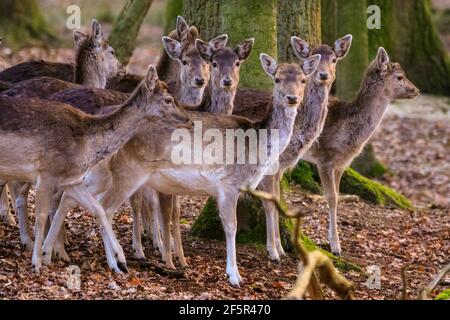 Dülmen, NRW, Allemagne. 27 mars 2021. Un petit groupe de femelles regardent vers le haut, vérifiant nerveusement leur environnement pour les prédateurs potentiels ou les marcheurs. Les femelles de cerfs de Virginie (dama dama), les juvéniles timides et quelques mâles (mâles) se déplacent librement lors d'une soirée de printemps douce dans les vastes forêts de la réserve naturelle de Dülmen. Credit: Imagetraceur/Alamy Live News Banque D'Images