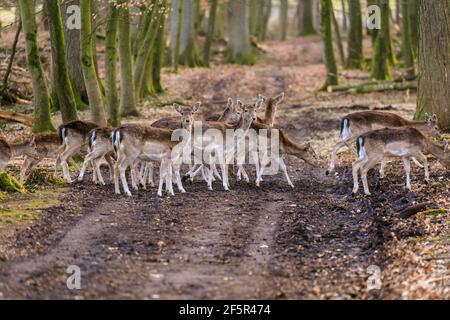 Dülmen, NRW, Allemagne. 27 mars 2021. Plusieurs femelles franchissent rapidement un sentier, toujours méfiants des prédateurs ou des marcheurs avec des chiens. Un grand groupe de cerfs de Virginie (dama dama) femelles (Does), de jeunes timides et quelques mâles (Bucks) se promènent librement lors d'une douce soirée printanière autour des terres boisées de la réserve naturelle de Dülmen. Credit: Imagetraceur/Alamy Live News Banque D'Images