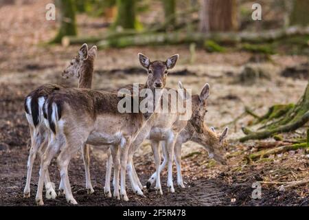 Dülmen, NRW, Allemagne. 27 mars 2021. Une jeune femme regarde, vérifiant nerveusement son environnement pour les prédateurs potentiels ou les marcheurs. Un grand groupe de cerfs de Virginie (dama dama) femelles (Does), de jeunes timides et quelques mâles (Bucks) se promènent librement lors d'une douce soirée printanière autour des terres boisées de la réserve naturelle de Dülmen. Credit: Imagetraceur/Alamy Live News Banque D'Images