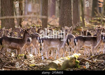 Dülmen, NRW, Allemagne. 27 mars 2021. Un grand groupe de cerfs de Virginie (dama dama) femelles (Does), de jeunes timides et quelques mâles (Bucks) se promènent librement lors d'une douce soirée printanière autour des terres boisées de la réserve naturelle de Dülmen. Credit: Imagetraceur/Alamy Live News Banque D'Images