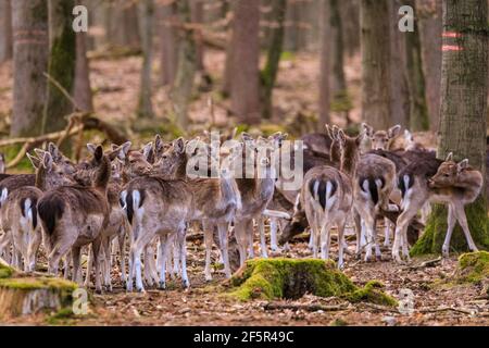 Dülmen, NRW, Allemagne. 27 mars 2021. Un grand groupe de cerfs de Virginie (dama dama) femelles (Does), de jeunes timides et quelques mâles (Bucks) se promènent librement lors d'une douce soirée printanière autour des terres boisées de la réserve naturelle de Dülmen. Credit: Imagetraceur/Alamy Live News Banque D'Images