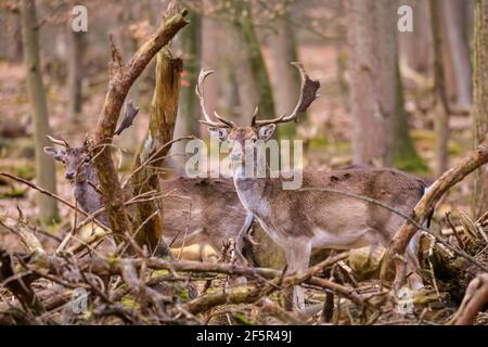 Dülmen, NRW, Allemagne. 27 mars 2021. Deux hommes plus âgés regardent ovver le groupe. Un grand groupe de cerfs de Virginie (dama dama) femelles (Does), de jeunes timides et quelques mâles (Bucks) se promènent librement lors d'une douce soirée printanière autour des terres boisées de la réserve naturelle de Dülmen. Credit: Imagetraceur/Alamy Live News Banque D'Images