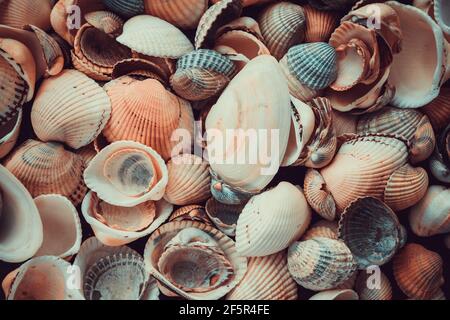 Variété de coquillages de la plage Banque D'Images