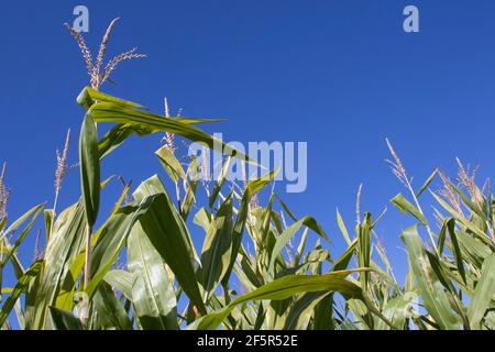 Tiges de maïs de grande taille avec fond ciel bleu prêtes pour la récolte à la fin de l'été Banque D'Images