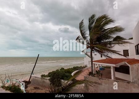 Palmier soufflant dans de forts vents venant du Nord Au-dessus du golfe du Mexique - tempête appelée « norte » par les locaux Banque D'Images