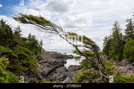 Un arbre soufflé au vent au bord d'une forêt tropicale sur la côte ouest rocheuse de l'île de Vancouver, près de Tofino Colombie-Britannique Canada. Banque D'Images