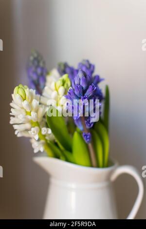 jacinthes bleu et blanc, les premières fleurs de printemps, dans un vase blanc sur fond neutre Banque D'Images