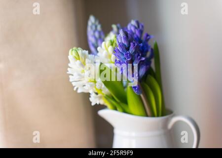 jacinthes bleu et blanc, les premières fleurs de printemps, dans un vase blanc sur fond beige Banque D'Images