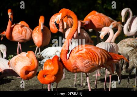 Flamants roses dans la nature. Un troupeau de flamants roses marche sur l'herbe. Banque D'Images