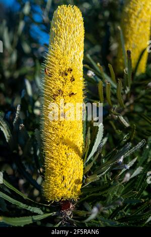 Chandelier banksia (Banksia attenuata), pointe de fleur avec bourgeons. Australie occidentale Banque D'Images
