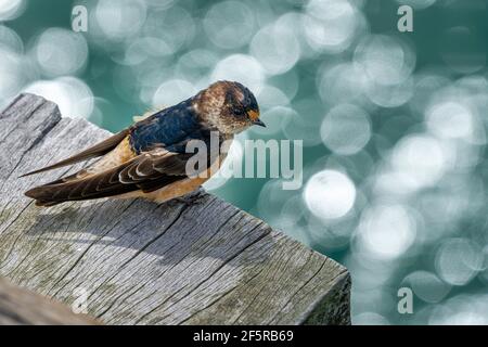 Bienvenue Swallow (Hirundo neoxena) assis sur une planche de bois. Hervey Bay Queensland, Australie Banque D'Images