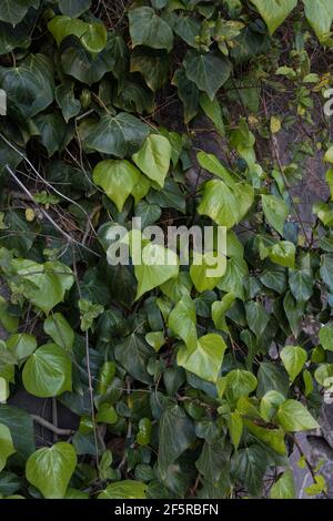 Mur de feuilles de lierre couvrant un mur de pierre. Image verticale. Banque D'Images