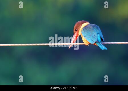 Oiseau coloré de Kingfisher à bec de porc Banque D'Images