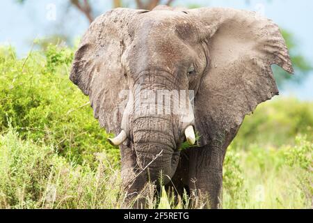 Pâturage mâle éléphant adulte, Tanzanie, Afrique Banque D'Images