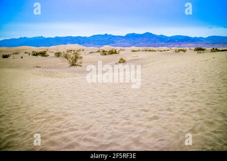 Télévision Mesquite sand dunes in Death Valley National Park Banque D'Images