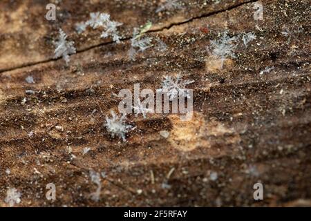 Gros plan macro photo des flocons de neige sur un journal Banque D'Images