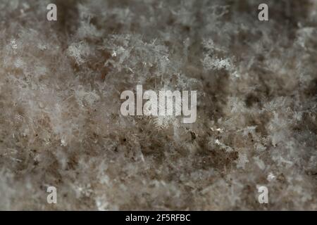 Gros plan d'un flocon de neige sur fond blanc Banque D'Images