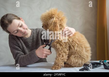 Une fille coupe la fourrure de son chien. Coolé rouge. Banque D'Images