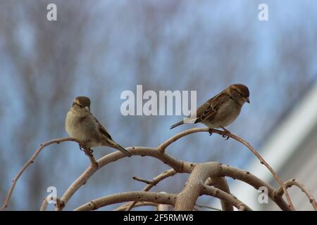 couple des moineaux sur un arbre Banque D'Images