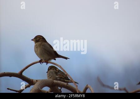 couple des moineaux sur un arbre Banque D'Images