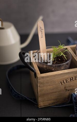 Vue rapprochée d'un vase en cristal où une plante de fenouil pousse à l'intérieur d'un lit de semis en bois. Une étiquette de bâton en bois montre en espagnol le mot fenouil. Banque D'Images