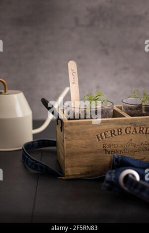 Vue rapprochée d'un vase avec fenouil planté et un bâton de bois l'indiquant en espagnol sur fond gris. Banque D'Images