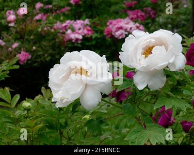 Pivoines blanches et douces qui fleurissent d'une branche d'un pivoine Arbre Banque D'Images