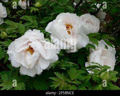 Pivoines blanches et douces qui fleurissent d'une branche d'un pivoine Arbre Banque D'Images