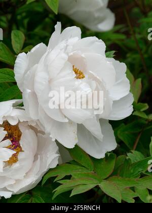 Pivoines blanches et douces qui fleurissent d'une branche d'un pivoine Arbre Banque D'Images