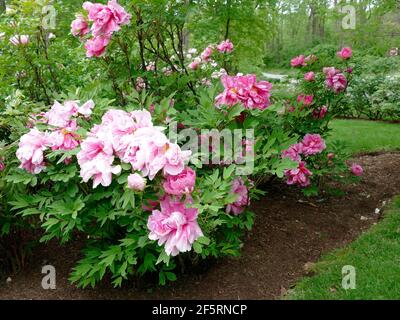 Pivoines roses claires et douces en fleur d'une branche de Un arbre de pivoine Banque D'Images