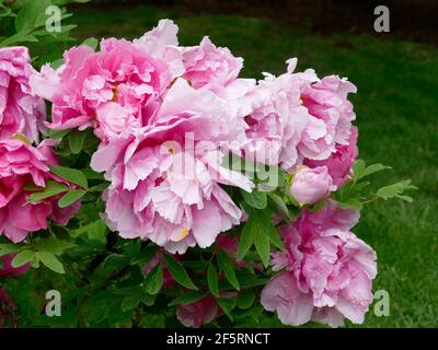 Pivoines roses claires et douces en fleur d'une branche de Un arbre de pivoine Banque D'Images