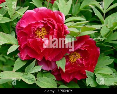 Deux pivoines roses foncées douces provenant d'un arbre à pivoines Un jardin Banque D'Images