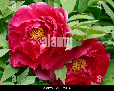 Deux pivoines roses foncées douces provenant d'un arbre à pivoines Un jardin Banque D'Images